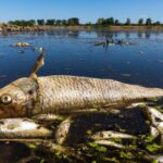 Misteriosa matanza masiva de peces en el río Oder: ¿cambio climático o veneno?