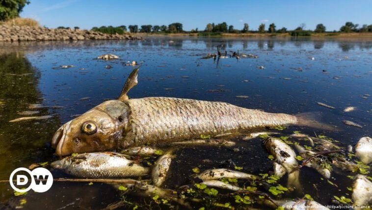 Misteriosa matanza masiva de peces en el río Oder: ¿cambio climático o veneno?