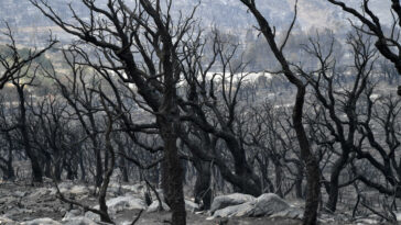 Mortales incendios forestales en Argelia ahora 'bajo control'