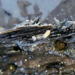 Los buzos que exploran los restos del naufragio han advertido que lo que queda de su estructura de madera está siendo devorado gradualmente tanto por gusanos de barco como por un crustáceo llamado gribbles.