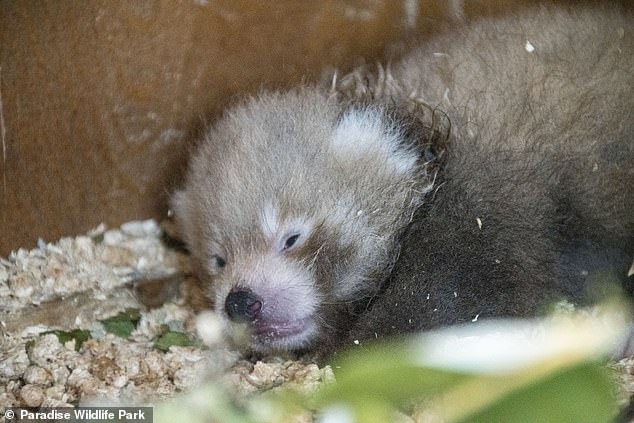 Una panda roja en peligro de extinción ha dado a luz a un cachorro milagroso (en la foto) solo un mes después del devastador fallecimiento de su pareja.