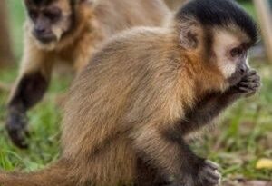 Portavoz de la OMS condena el ataque a los animales por la viruela del mono