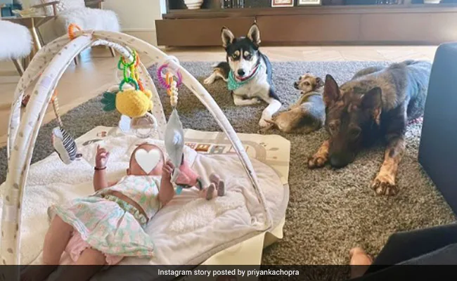 Priyanka Chopra Shared Glimpse Of Daughter Malti Marie With Her Pets - Diana, Gino And Panda