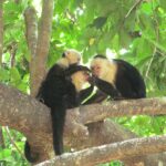 Los antropólogos estudiaron las relaciones de las hembras capuchinas de cara blanca con compañeros de todos los sexos y edades, para investigar cualquier vínculo con su supervivencia.