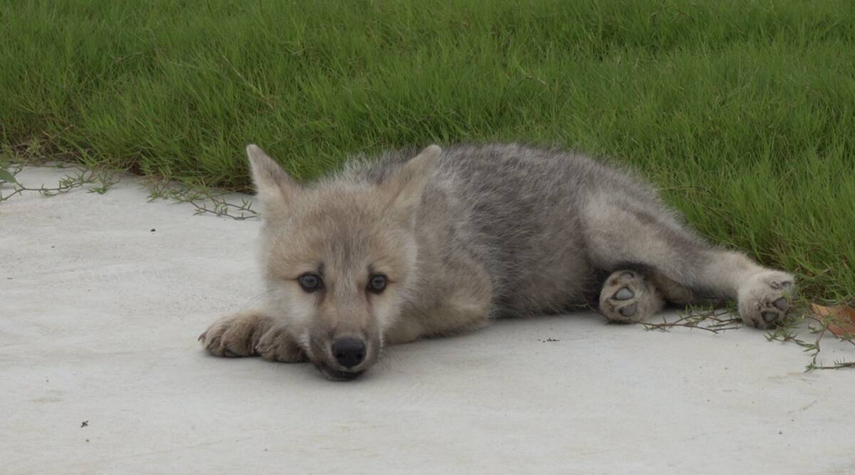 Científicos en China crean el primer lobo ártico salvaje 'Maya' clonado del mundo
