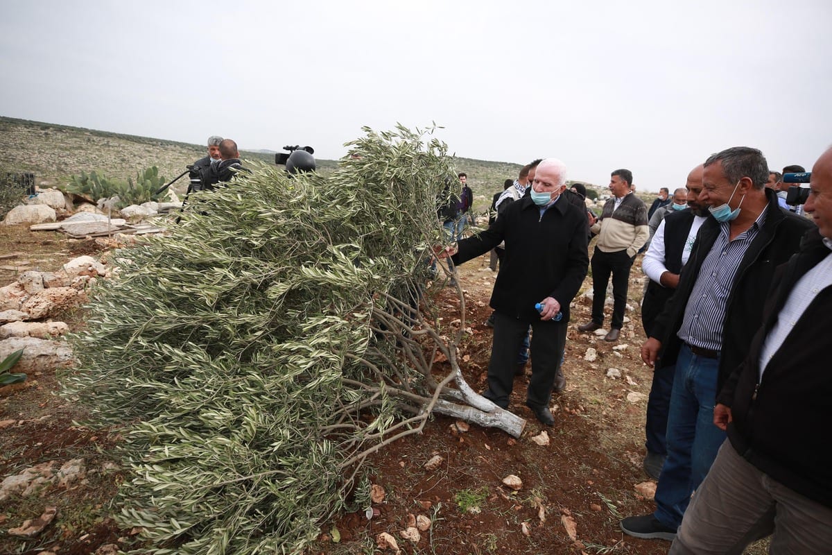 Colonos israelíes cortan 25 olivos en aldea palestina
