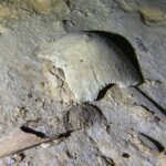 Un esqueleto humano prehistórico (arriba) que data del final de la última edad de hielo fue desenterrado en un sistema de cuevas en México