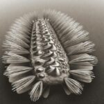 El antiguo gusano acorazado podría ser el antepasado de tres grandes grupos de animales vivos