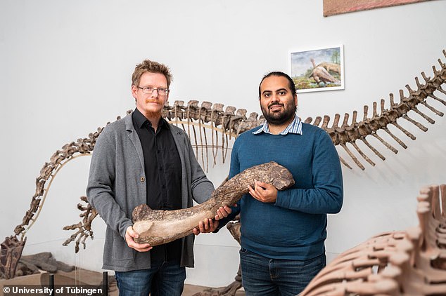 Ingmar Werneburg (izquierda) y Omar Rafael Regalado Fernandez (derecha) sostienen un fémur de Tuebingosaurus maierfritzorum, la especie de dinosaurio recién descubierta