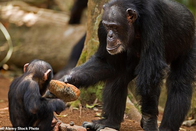 Fana (en la foto de la derecha en 2011), el miembro de mayor edad de una tribu de chimpancés famosa por su notable uso de herramientas, murió en soledad a los 71 años.