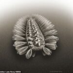 Un peculiar gusano acorazado con haces de cerdas puntiagudas en los costados se arrastró por la Tierra hace más de quinientos millones de años, revelan fósiles desenterrados en China.  Está representado en la impresión de un artista.