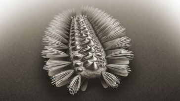 Un peculiar gusano acorazado con haces de cerdas puntiagudas en los costados se arrastró por la Tierra hace más de quinientos millones de años, revelan fósiles desenterrados en China.  Está representado en la impresión de un artista.