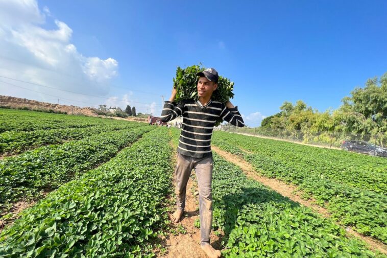 Gaza comienza a plantar fresas