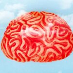 Género y cerebro: por qué la neurociencia sigue buscando pruebas