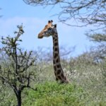 La aplicación de Kenia permite a los usuarios ayudar a rastrear mamíferos raros