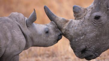 Poachers have increasingly targeted rhinos in Namibia.