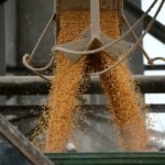 La prohibición mexicana del maíz genéticamente modificado (GM) está afectando directamente a los agricultores estadounidenses