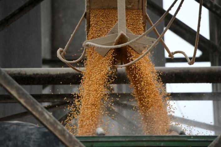La prohibición mexicana del maíz genéticamente modificado (GM) está afectando directamente a los agricultores estadounidenses