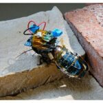 Investigadores de RIKEN, Japón, han creado cucarachas cyborg a control remoto, equipadas con un módulo de control alimentado por una batería recargable conectada a una celda solar.