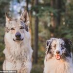 Los lobos son capaces de distinguir entre extraños y personas que conocen, y muestran mucho más afecto a aquellos que les son familiares que incluso los perros (imagen de archivo)