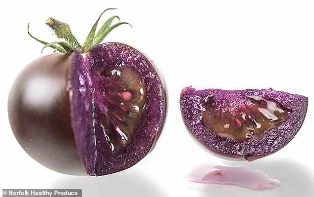 Los tomates morados genéticamente modificados son las primeras plantas modificadas genéticamente en obtener la aprobación de los reguladores.  Los científicos involucrados planean enviar primero semillas a los cultivadores domésticos