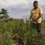 Paraguay: Incautan casi dos mil kilogramos de marihuana