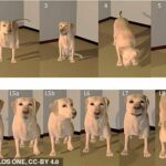 Se podría enseñar a los perros robot a imitar los comportamientos de los caninos reales para hacerlos más adorables