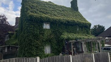 Con el paso de los años, Michael y Teresa Lye encontraron el mejor ejemplo de energía verde: su casa del sur de Londres quedó cubierta y aislada 'accidentalmente' por la planta Virginia Creeper.