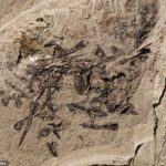 Los paleontólogos en Utah se sorprendieron cuando descubrieron una pila fosilizada de huesos pequeños en la Formación Morrison de Utah.
