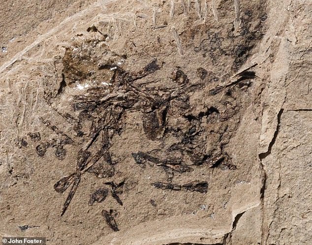 Los paleontólogos en Utah se sorprendieron cuando descubrieron una pila fosilizada de huesos pequeños en la Formación Morrison de Utah.