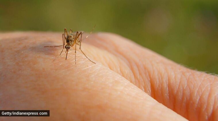 ¿Por qué algunas personas son imanes de mosquitos y otras no se molestan?  Un médico entomólogo apunta al metabolismo, el olor corporal y la mentalidad