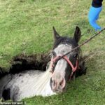 El caballo asustado fue encontrado en un sumidero en Cockfield Fell, Condado de Durham, antes de ser rescatado por los bomberos del Condado de Durham y el Servicio de Bomberos y Rescate de Darlington.
