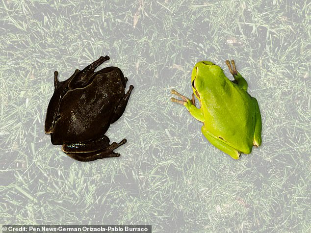 Se supone que las ranas arborícolas del este tienen una piel de color verde brillante, pero los científicos que trabajan cerca de Chernobyl han encontrado muchas con una pigmentación más oscura o negra.