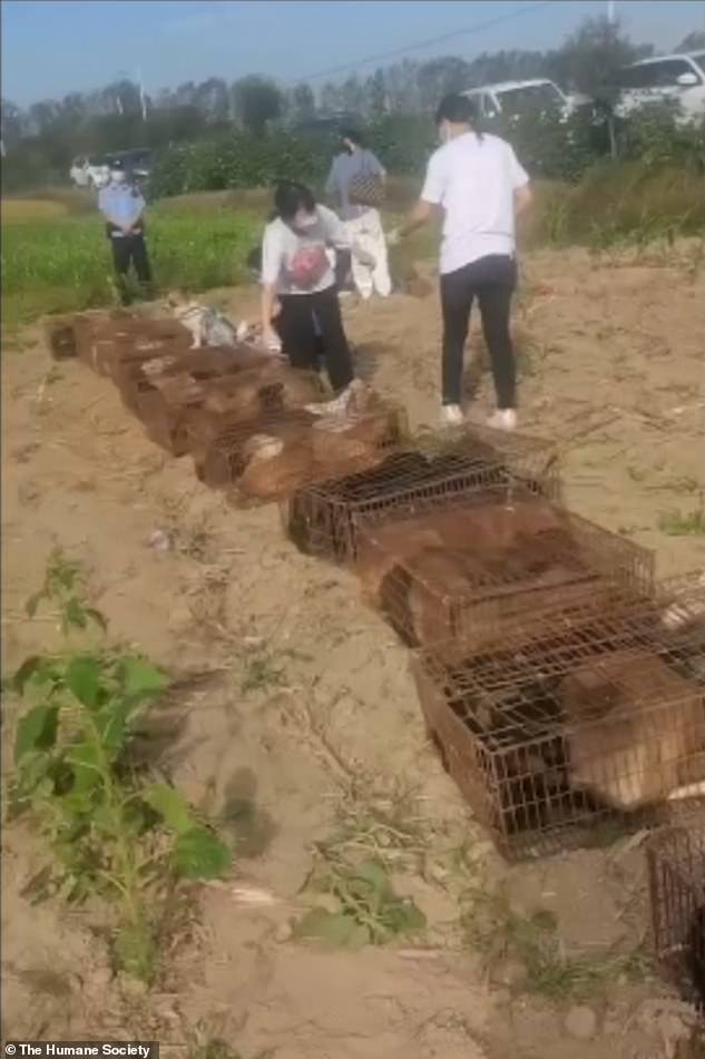 Los animales estaban hacinados en condiciones terribles antes de que los activistas y la policía detuvieran el camión.