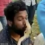 Este es el momento en que una cobra se abalanzó sobre la cara de un cazador de serpientes indio, mordiéndolo en los labios mientras intentaba besar al reptil mortal.