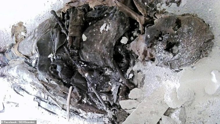 Los investigadores perforaron agujeros en el costado del rey Władysław Łokietek para examinar los restos del interior.  Recogieron material genético en forma de fragmentos óseos y los analizaron para determinar la altura del rey