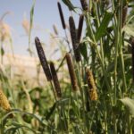 La granja libanesa regenerando el suelo y promoviendo la seguridad alimentaria