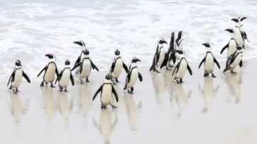 La gripe aviar afecta a una colonia de pingüinos en peligro de extinción en Sudáfrica