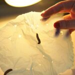 Descubrimiento: se han encontrado enzimas que descomponen rápidamente las bolsas de plástico en la saliva de los gusanos de cera (en la foto), dicen los científicos