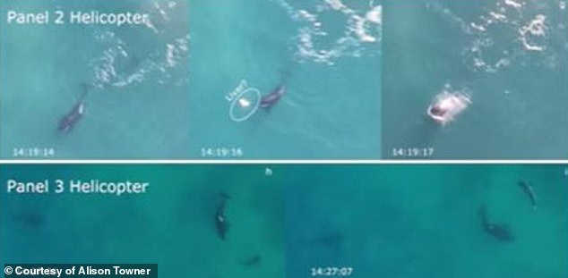 Las imágenes capturadas por un helicóptero que volaba frente a la costa de Sudáfrica muestran a cinco orcas atacando al menos a cuatro grandes tiburones blancos.  La imagen superior central probablemente muestra el hígado de un tiburón flotando en la superficie antes de que la orca se lo coma.