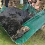 Los voluntarios rescataron a un oso contusionado después de la liberación de Lyman ocupada por Rusia