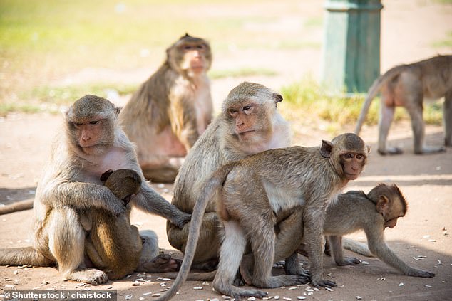 Los macacos salvajes son 'superpropagadores' de enfermedades como los coronavirus y la gripe en el reino animal, según ha revelado un nuevo estudio (imagen de archivo)