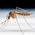 Mosquito vector se propaga a 5 países africanos