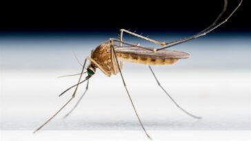 Mosquito vector se propaga a 5 países africanos