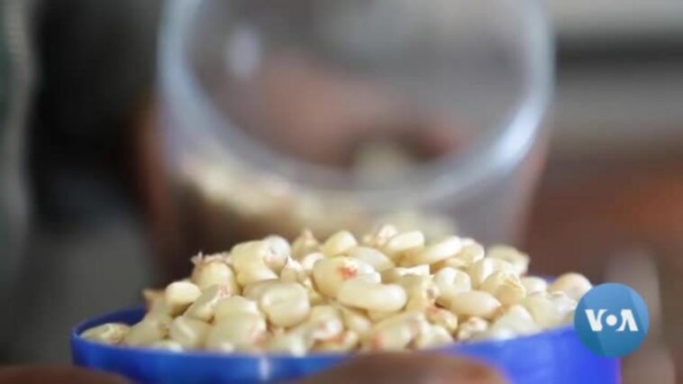 Museos de Kenia, agricultores conservan semillas autóctonas mientras se legalizan los transgénicos
