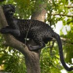 Bagheera es un raro leopardo melanístico que lleva el nombre del personaje de El libro de la selva de Rudyard Kipling.  El joven leopardo fue fotografiado por Haritri Goswami en India en agosto.