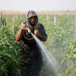 Investigadores de Texas encontraron niveles increíblemente altos de sustancias químicas permanentes en pesticidas ampliamente utilizados