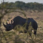 Sindicatos transfronterizos implicados en el aumento de la caza furtiva de rinocerontes