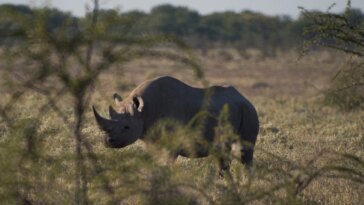 Sindicatos transfronterizos implicados en el aumento de la caza furtiva de rinocerontes