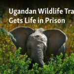 Traficante de vida silvestre de Uganda recibe cadena perpetua